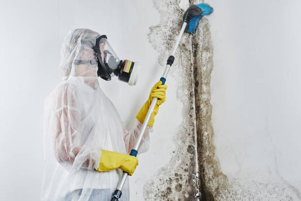 Best Home Mold Removal  in Clute, TX