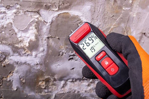 Best Mold Damage Repair  in Clute, TX