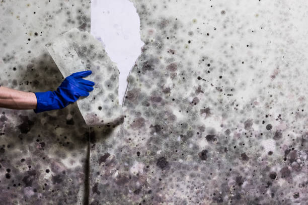 Best Residential Mold Removal  in Clute, TX